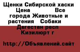 Щенки Сибирской хаски › Цена ­ 18 000 - Все города Животные и растения » Собаки   . Дагестан респ.,Кизилюрт г.